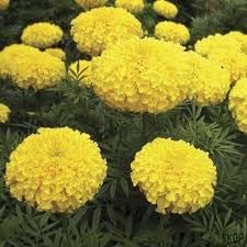 Chrysanthemum Marigold Flower Seeds for Planting 100 -Hierloom Flower Seeds