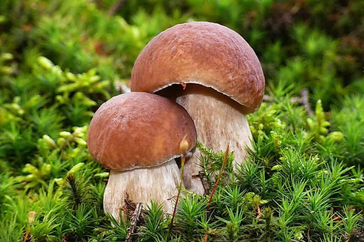 Mushroom Vegetable Seeds for Planting heirloom & Non-GMO Seeds