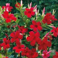 Heirloom Dipladenia Flower Seeds, Non-GMO Tropical Vining Blooms for Decorative Garden Planting