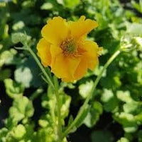 Geum Chiloense Flower Seeds – Heirloom Non-GMO Seeds for Vibrant Perennial Garden Planting