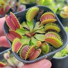Heirloom Non-GMO Venus Plant Seeds for Unique Carnivorous Garden and Terrarium Planting