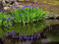 Heirloom Crocosmia Flower Seeds, Non-GMO Vibrant Perennial Blooms for Garden Planting for planting in home garden