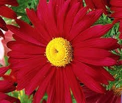Chrysanthemum Robinson Flower Seeds – Heirloom Non-GMO Seeds for Colorful Perennial Garden Planting