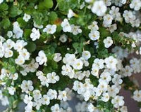 Heirloom Non-GMO Waterhyssop Flower Seeds for Planting – Aquatic Blooms for Medicinal Gardens - Non-GMO for planting in home garden