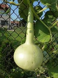 Calabash Gourd Lagenaria siceraria seeds for garden planting