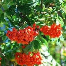 Sorbus Aucuparia Fruit Seed Pack for Beautiful Berries 100 pcs