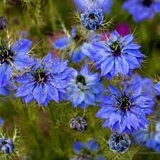 Heirloom Non-GMO Indigo Flower Seeds for Planting – Vibrant Blue Blooms for Ornamental and Medicinal Gardens
