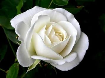 Heirloom Non-GMO White Rose Seeds for Garden Planting