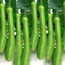 Dicotyledons melon Cucumis melo seeds for heirloom garden