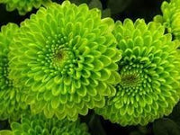 Green Chrysanthemum Flower Seeds for Planting - 100 pcs
