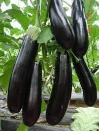 Eggplant Seeds for Planting, Black, 100 pcs