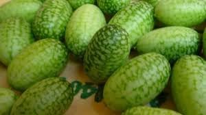 Mini Cucamelon Vegetable Seeds for Planting heirloom & Non-GMO Seeds