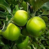 Light Green Apple Fruit Seeds for Planting - Crisp, Sweet Apples to Grow in Your Backyard