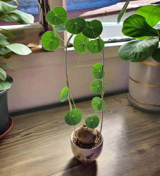 Egrow Stephania Erecta Seeds