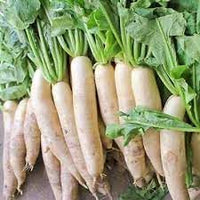 Daikon Radish Raphanus sativus seeds for garden planting