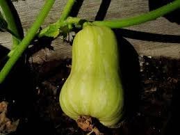 Sweet Pepper Capsicum annuum seeds for garden planting