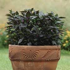 Pepper Plant Seeds for Planting, 100 pcs