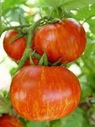 Striped Tomato Seeds for Planting - 100 pcs