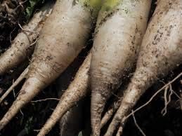 Deep Brown Radish Raphanus sativus for planting in home garden