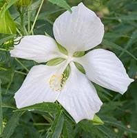 Heirloom Texas Star Hibiscus Flower Seeds – Non-GMO Flower Seeds for Planting