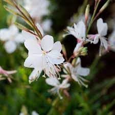 Gaura Lindheimeri Flower Seeds for Planting - 100 pcs
