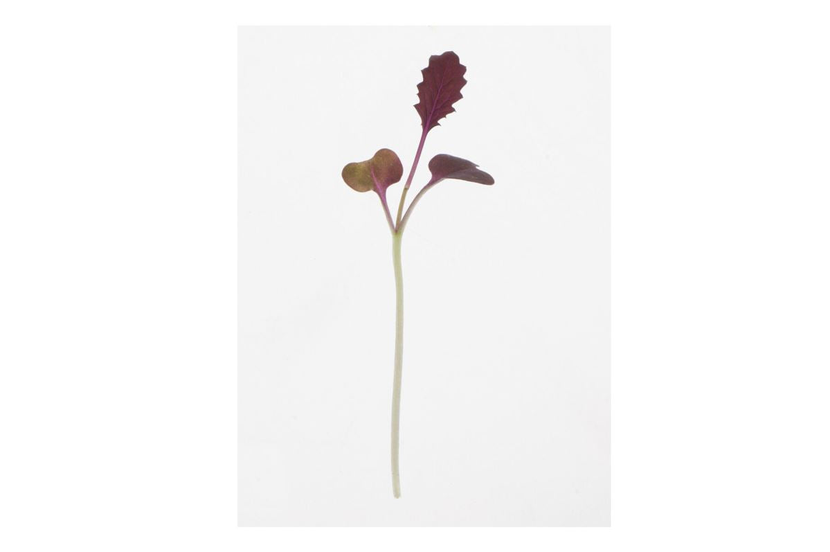 Mustard, Barbarossa – Microgreen Seed