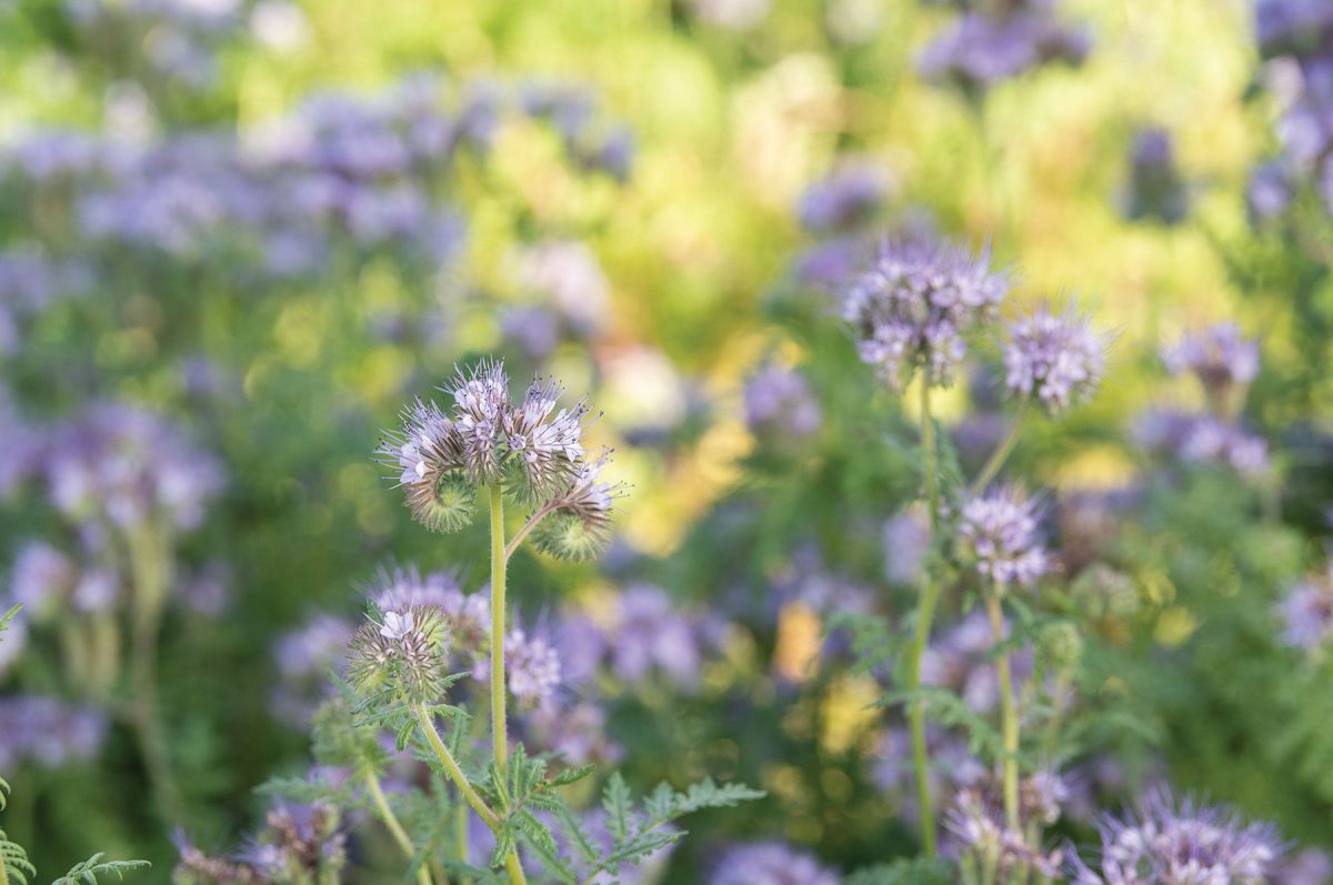 Phacelia – Flower Seed