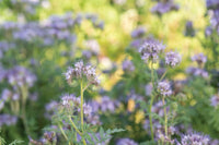 Phacelia – Flower Seed
