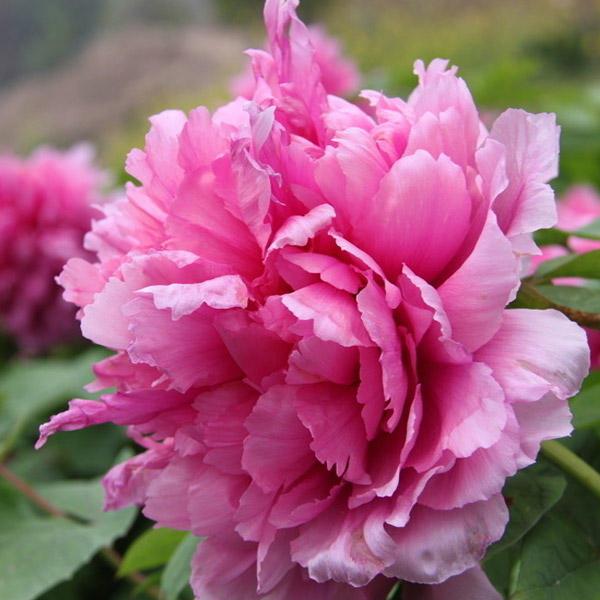 Pink Peony Flower Seeds Perennial Deciduous Shrub Seed