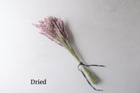 Savannah Grass – Ornamental Grass Seed