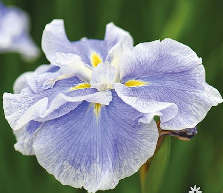 Ice Cream Dinner Plate Japanese Iris