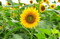 Sunflower Flower Seeds Heirloom Non GMO Planting - 100