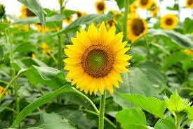 Sunflower Flower Seeds Heirloom Non GMO Planting - 100 for planting in home garden