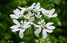 Organic White Orlaya Flower Seeds for Planting – Heirloom, Non-GMO