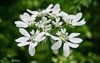 Organic White Orlaya Flower Seeds for Planting – Heirloom, Non-GMO