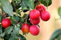 Mirabolano Fruit Seed Pack for Delicious Fruits in Your Garden 100 pcs