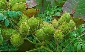 Caesalpinia Bonducella Plant Seeds for Planting - 100 pcs