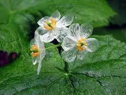 Skeleton Flower Seeds for Planting - Heirloom Seeds - NON GMO Seeds - Flower for planting in home garden
