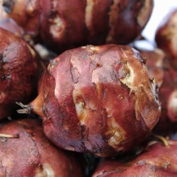 Topinambur Helianthus tuberosus seeds for vegetable patch planting