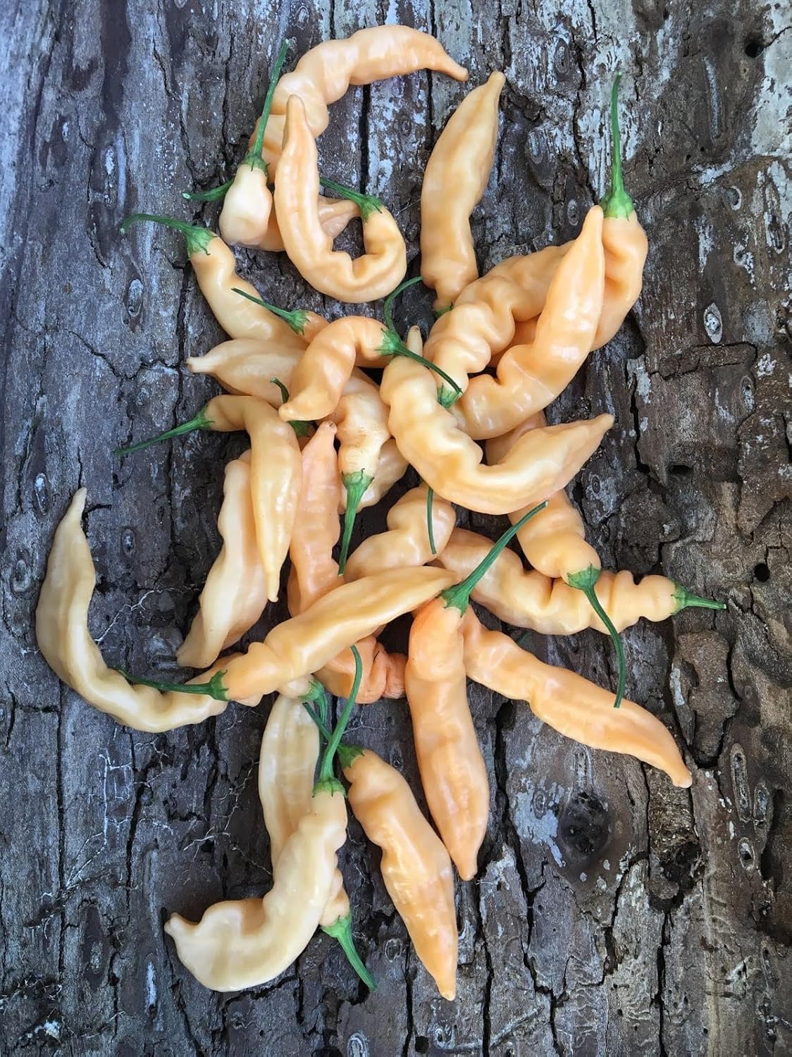 Mixed Chiles Capsicum spp. seeds for garden planting