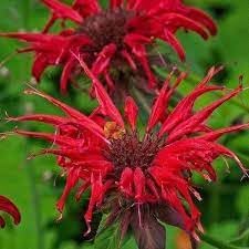 Red Bergamot Monarda Flower Seeds Heirloom & Non GMO seeds for Planting for planting in home garden