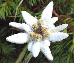 Heirloom Non-GMO Leontopodium Alpinum Flower Seeds for Planting – Edelweiss Alpine Garden Blooms - Non-GMO for planting in home garden