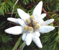 Heirloom Non-GMO Leontopodium Alpinum Flower Seeds for Planting – Edelweiss Alpine Garden Blooms - Non-GMO for planting in home garden