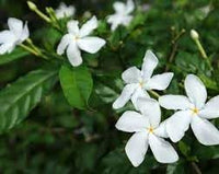 Tabernaemontana Flower Seeds – Heirloom Non-GMO Seeds for Fragrant Garden Planting