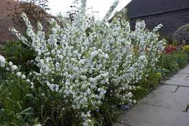 Heirloom Mume Albo Plena Flower Seeds for Garden Planting, Non-GMO, White Blooms for Spring