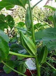 Okra Seeds for Planting - NON GMO Seeds