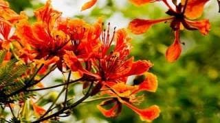 Heirloom Non-GMO Phoenix Flower Seeds for Garden Planting – Fiery Exotic Blooms Variety