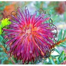 Violet Banksia Plant Seeds, Heirloom, Non-GMO Seeds for Planting - Banksia for planting in home garden