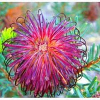 Violet Banksia Plant Seeds, Heirloom, Non-GMO Seeds for Planting - Banksia for planting in home garden