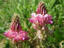 Heirloom Non-GMO Shoshone Plant Seeds for Planting – Native Ornamental Blooms for Wildflower Gardens